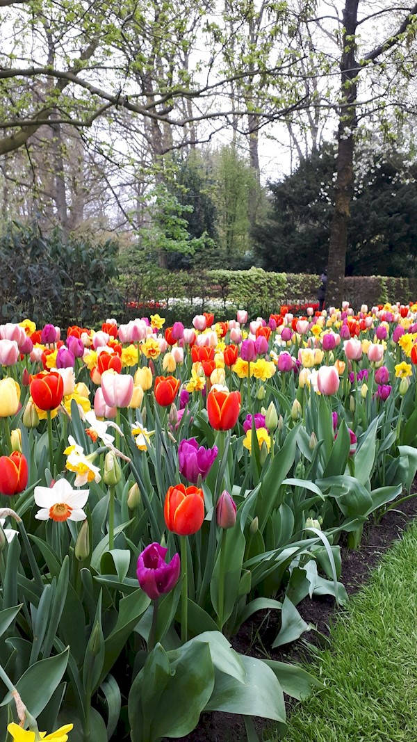 Keukenhof - inkl. Eintritt